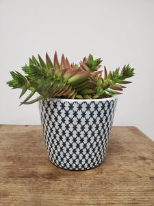 Crassula capitella - Red Pagoda, 13cm pot