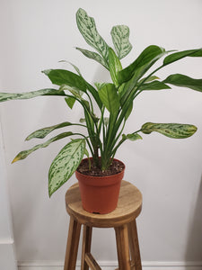 Aglaonema Silver Queen - Chinese Evergreen, 17cm Pot