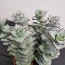 Load image into Gallery viewer, Crassula Perforata - String of Buttons, Giant form 10.5cm Pot
