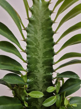 Load image into Gallery viewer, Euphorbia Trigona, 17cm Pot
