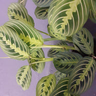 Maranta - Lemon Lime, 12cm Pot
