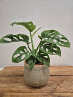 Monstera Adansonii - Mint, 12cm Pot
