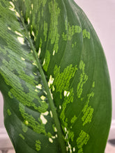 Load image into Gallery viewer, Dieffenbachia Crocodile 12cm Pot
