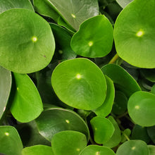Load image into Gallery viewer, Pilea Peperomioides - Chinese money plant, 27cm Pot
