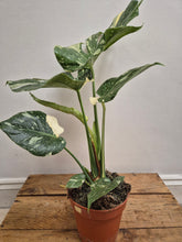 Load image into Gallery viewer, Monstera - Thai Constellation, 15cm Pot
