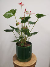 Load image into Gallery viewer, Anthurium - Hot Lips, 17cm Pot
