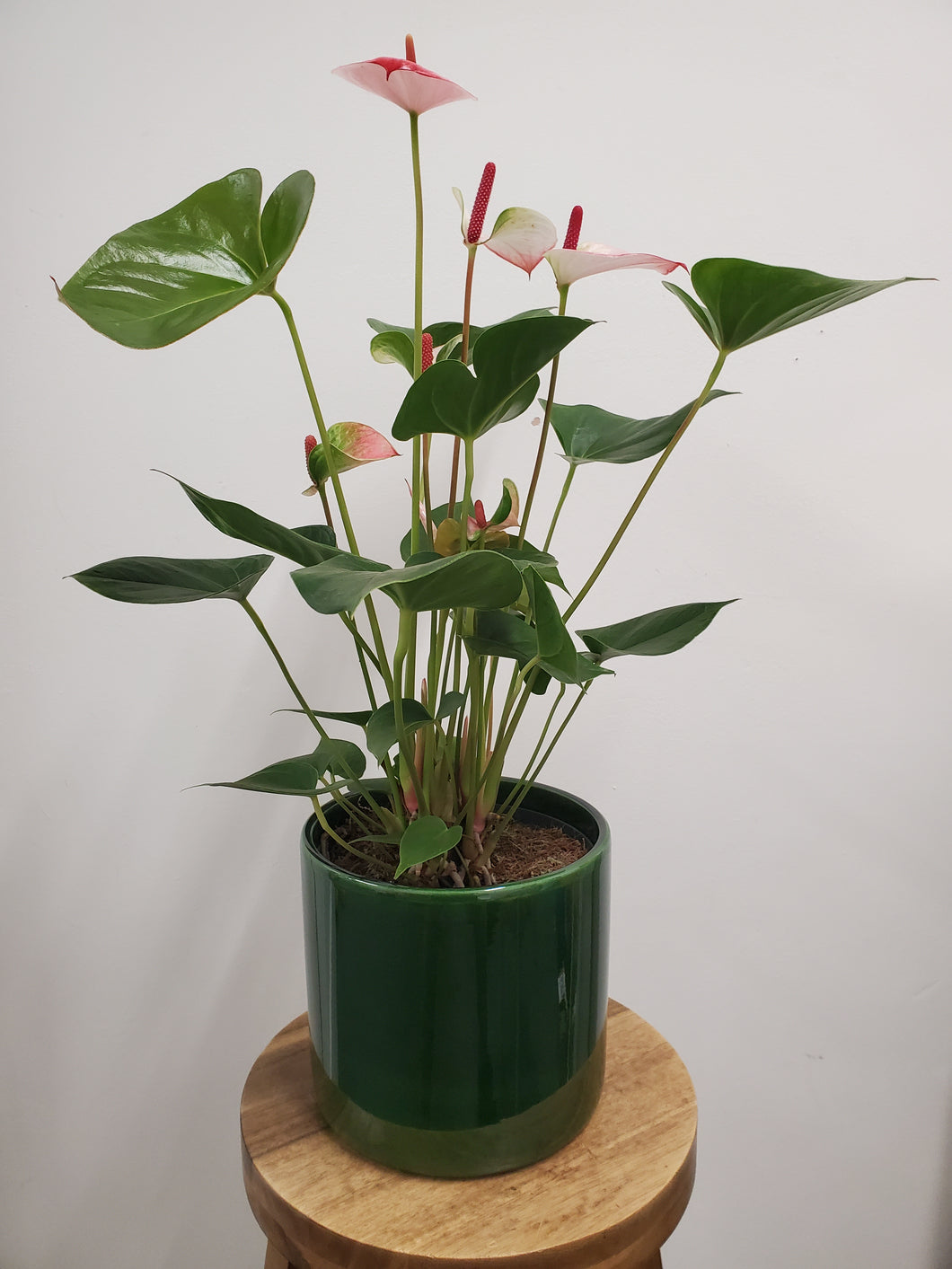 Anthurium - Hot Lips, 17cm Pot