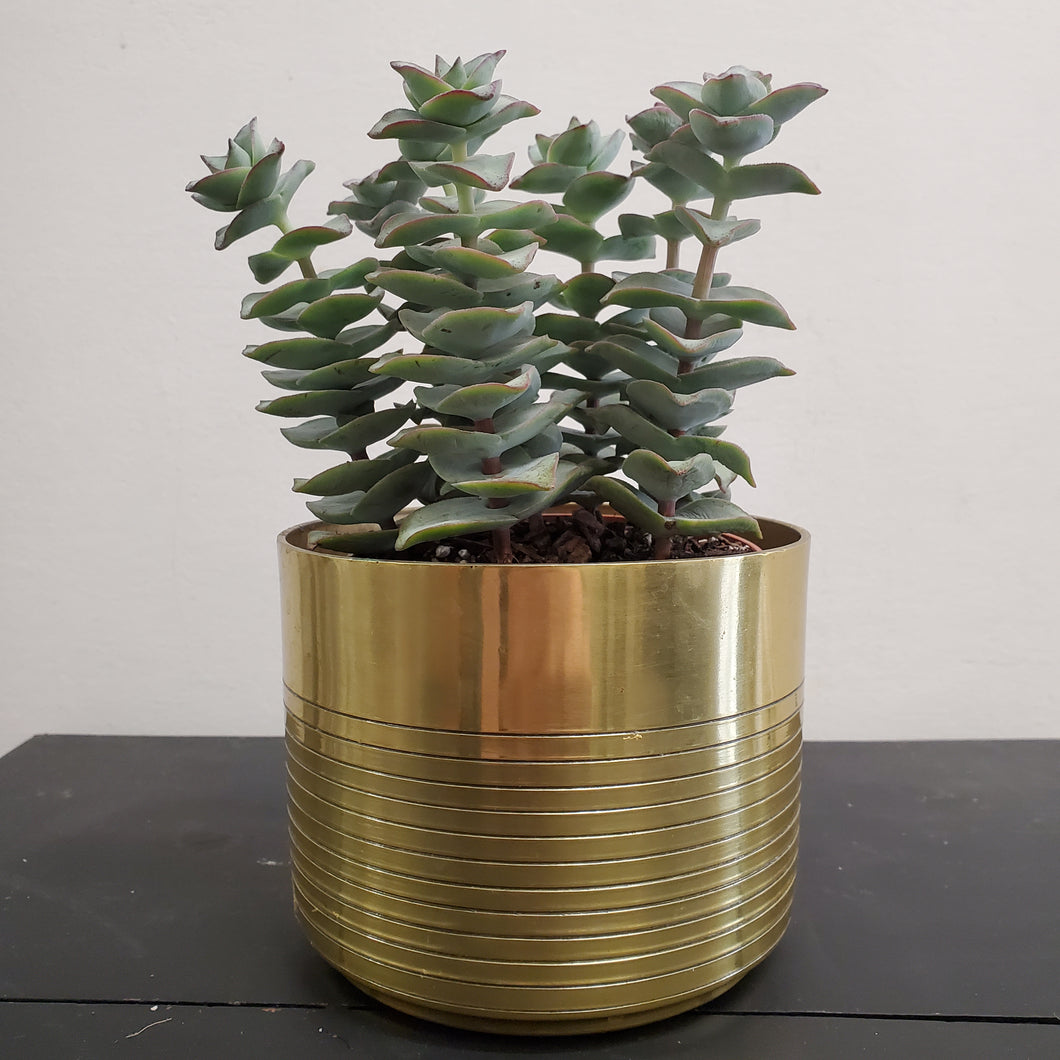 Crassula Perforata - String of Buttons, Giant form 10.5cm Pot