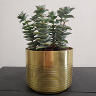 Crassula Perforata - String of Buttons, Giant form 13cm pot
