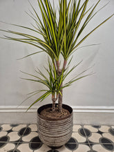 Load image into Gallery viewer, Dracaena Marginata Sunray - Dragon Tree, 17cm Pot
