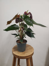 Load image into Gallery viewer, Anthurium - Black Love, 14cm Pot
