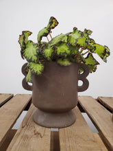 Load image into Gallery viewer, Begonia Rex - Jive, 12cm Pot
