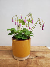 Load image into Gallery viewer, Oxalis bowiei - Amarantha, 13cm Pot
