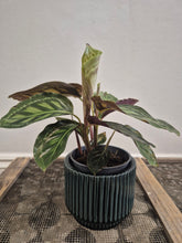 Load image into Gallery viewer, Calathea moonlight, 12cm pot.
