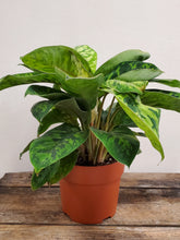 Load image into Gallery viewer, Homalomena Wallisii - Camouflage, 12cm Pot

