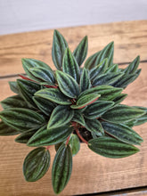 Load image into Gallery viewer, Peperomia Caperata - Rosso -  5.5cm Pot
