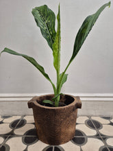 Load image into Gallery viewer, Dieffenbachia Crocodile 12cm Pot
