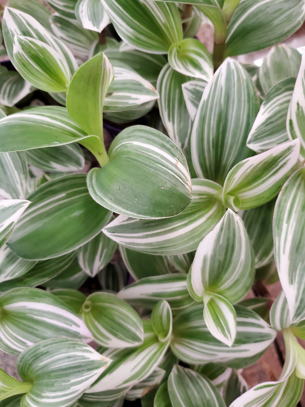Tradescantia - White Giant, 12cm Pot