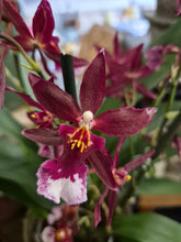 Load image into Gallery viewer, Cambria - Orchid, 12cm Pot

