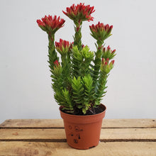 Load image into Gallery viewer, Crassula coccinea, 11cm pot

