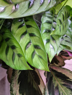 Calathea mix, 12cm pot.