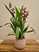 Load image into Gallery viewer, Cambria - Orchid, 12cm Pot
