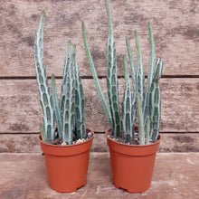 Load image into Gallery viewer, Senecio stapeliiformis - Pickle Plant, 8.5cm Pot.
