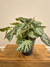 Load image into Gallery viewer, Begonia Silver Jewel, 15cm Pot
