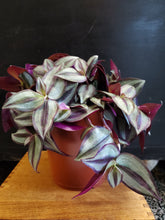 Load image into Gallery viewer, Tradescantia Zebrina ‘Purpusii’, 15cm Pot

