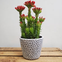 Load image into Gallery viewer, Crassula coccinea, 11cm pot
