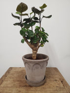 Polycias Fabian, 17cm pot