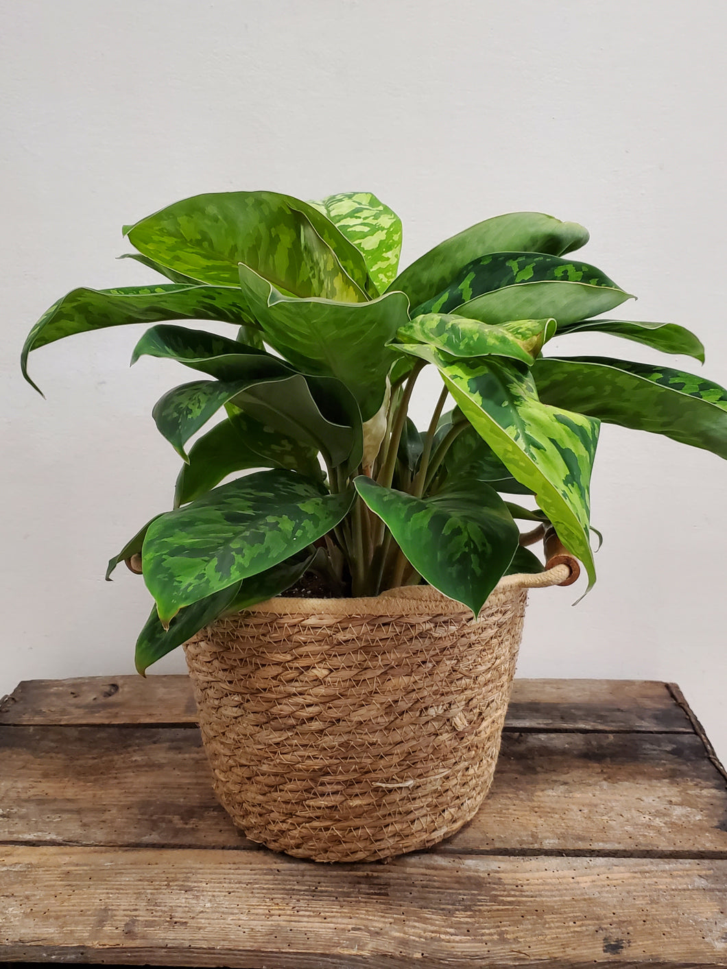 Homalomena Wallisii - Camouflage, 12cm Pot