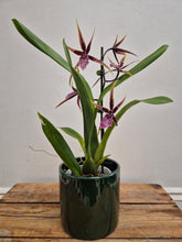 Load image into Gallery viewer, Brassia - Shelob Tolkien, 12cm Pot
