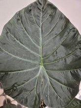 Load image into Gallery viewer, Alocasia Regal Shield - Elephant Ears, 19cm Pot
