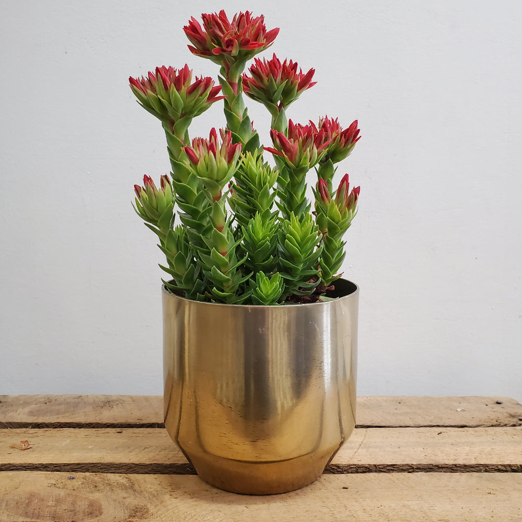 Crassula coccinea, 11cm pot