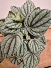 Load image into Gallery viewer, Peperomia albovittata - Mistique -  12cm Pot
