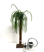 Load image into Gallery viewer, Lepismium Bolivianum, 17cm pot
