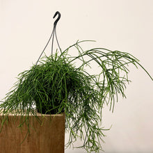 Load image into Gallery viewer, Rhipsalis Baccifera Oasis - Mistletoe Cactus, 17cm Pot
