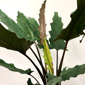 Alocasia Lauterbachiana, 19cm Pot