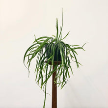 Load image into Gallery viewer, Lepismium Bolivianum, 21cm Pot
