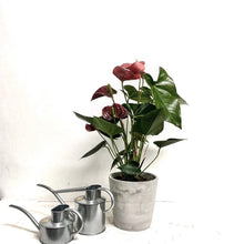 Load image into Gallery viewer, Haws Galvanised Waterng Can - 1 Litre
