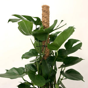 Monstera Deliciosa - Swiss Cheese Plant, 27cm Pot