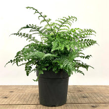 Load image into Gallery viewer, Asplenium Parvati - Mother Fern, 17cm Hanging Pot
