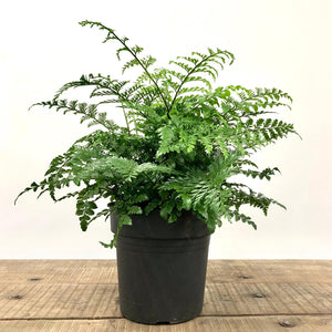 Asplenium Parvati - Mother Fern, 17cm Hanging Pot