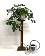 Cissus rhombifolia - Ellen Danica, 17cm Pot