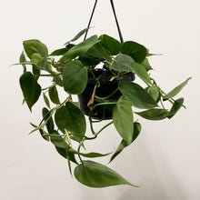 Load image into Gallery viewer, Philodendron Scandens - Heart Leaf Philodendron, 15cm Pot
