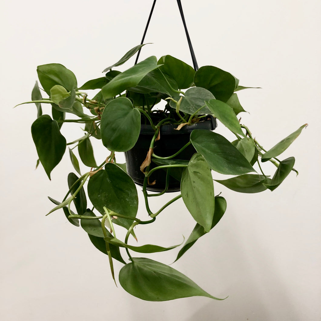Philodendron Scandens - Heart Leaf Philodendron, 15cm Pot