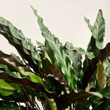 Load image into Gallery viewer, Calathea Rufibarba - Velvet Calathea, 19cm Pot
