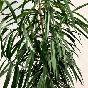 Ficus Binnendijkii Alii - Banana Leaf Fig, 27cm Pot