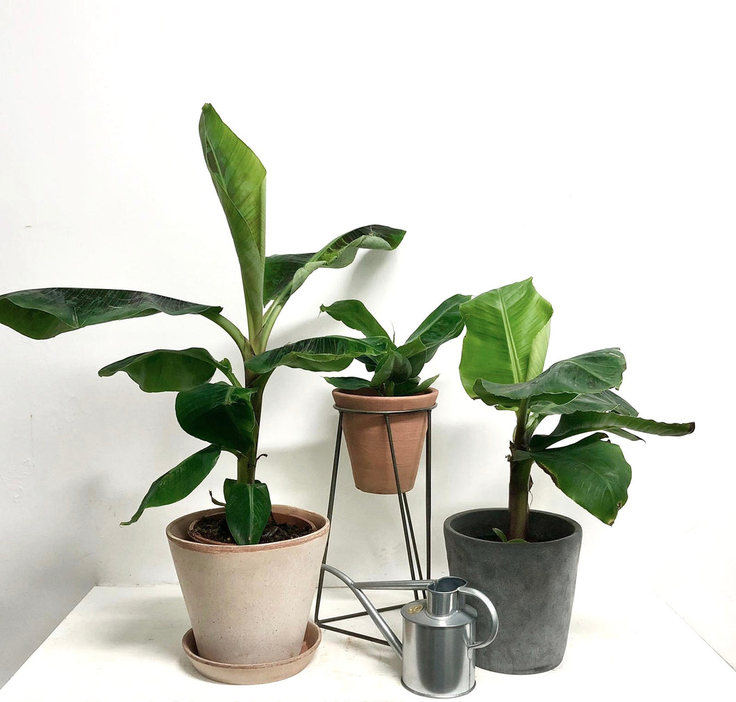 Musa Tropicana - Banana Plant, 12cm Pot